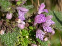 Ballota nigra ssp. nigra Svanetorpsvägen, Åkarp, Lomma, Skåne, Sweden 20160716_0021