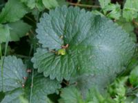 Betonica macrantha Herrgårdsparken, Fröseke, Uppvidinge, Småland, Sweden 20190608_0560