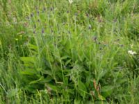 Betonica officinalis Kungsmarken, Lund, Skåne, Sweden 20170624_0014