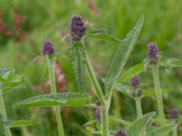 Betonica officinalis Kungsmarken, Lund, Skåne, Sweden 20170624_0015