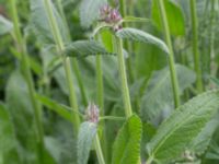 Betonica officinalis Kungsmarken, Lund, Skåne, Sweden 20170624_0073