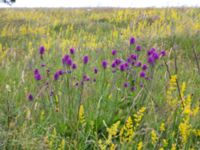 Betonica officinalis Kungsmarken, Lund, Skåne, Sweden 20170717_0076