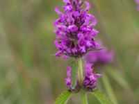 Betonica officinalis Kungsmarken, Lunnd, Skåne, Sweden 20160701_0012