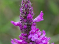 Betonica officinalis Kungsmarken, Lunnd, Skåne, Sweden 20160701_0018