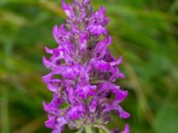 Betonica officinalis Säbyholmsvägen, Landskrona, Skåne, Sweden 20170708_0062