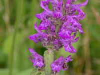 Betonica officinalis Säbyholmsvägen, Landskrona, Skåne, Sweden 20170708_0063