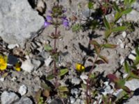 Clinopodium acinos Ö hamnen, Klagshamns udde, Malmö, Skåne, Sweden 20150702_0021