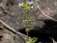 Clinopodium acinos Getå, Norrköping, Östergötland, Sweden 20190608_0368