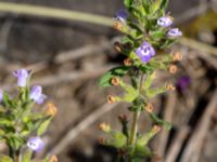 Clinopodium acinos Getå, Norrköping, Östergötland, Sweden 20190608_0371