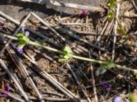 Clinopodium acinos Getå, Norrköping, Östergötland, Sweden 20190608_0372