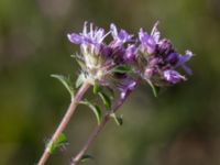 Clinopodium acinos Löderups strandbad, Ystad, Skåne, Sweden 20150703_0170