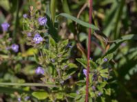 Clinopodium acinos Löderups strandbad, Ystad, Skåne, Sweden 20150703_0172