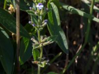 Clinopodium acinos Löderups strandbad, Ystad, Skåne, Sweden 20150703_0173