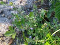 Clinopodium acinos Lertagsdammen, Klagshamns udde, Malmö, Skåne, Sweden 20150630_0048