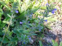 Clinopodium acinos Lertagsdammen, Klagshamns udde, Malmö, Skåne, Sweden 20150630_0050