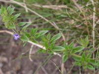 Clinopodium acinos Lervik, Vellinge, Skåne, Sweden 20160718_0026