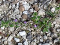 Clinopodium acinos Limhamns kalkbrott, Malmö, Skåne, Sweden 20180901_0157