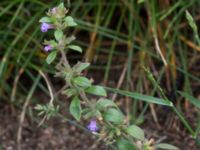 Clinopodium acinos Lokstallarna, Kirseberg, Malmö, Skåne, Sweden 20150727_0016