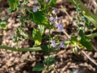 Clinopodium nepeta Östra kyrkogården, Malmö, Skåne, Sweden 20190825_0035