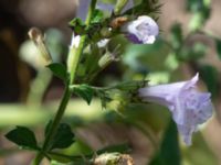 Clinopodium nepeta Östra kyrkogården, Malmö, Skåne, Sweden 20190825_0038