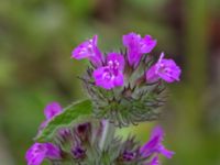 Clinopodium vulgare Ulricedal, Malmö, Skåne, Sweden 20190701_0059