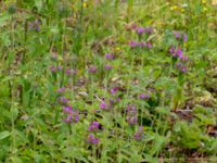 Clinopodium vulgare Ulricedal, Malmö, Skåne, Sweden 20190701_0063