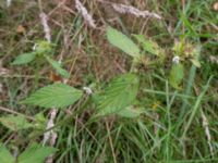 Galeopsis bifida Bågskyttebanan, Vinbergs samhälle, Falkenberg, Halland, Sweden 20170809_0111