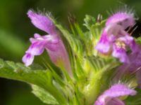 Galeopsis ladanum Hillarp, Munka-Ljungby, Ängelholm, Skåne, Sweden 20170709_0021