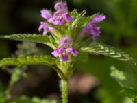 Galeopsis ladanum Hillarp, Munka-Ljungby, Ängelholm, Skåne, Sweden 20170709_0022