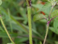 Galeopsis ladanum Hillarp, Munka-Ljungby, Ängelholm, Skåne, Sweden 20170709_0024