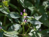 Galeopsis ladanum Skäpperöds fälad, Hörby, Skåne, Sweden 20140720_0198