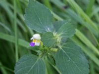 Galeopsis speciosa Gränsbo 800 m NO Tvedöra, Lund, Skåne, Sweden 20160810_0033