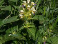 Galeopsis speciosa Jordhögar S grodreservatet, Norra hamnen, Malmö, Skåne, Sweden 20170625_0030