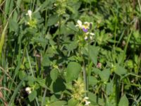 Galeopsis speciosa Rosenhällvägen, Hilleshög, Landskrona, Skåne, Sweden 20160711_0085