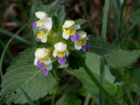 Galeopsis speciosa Stensoffa, Krankesjön, Lund, Skåne, Sweden 20130718-110