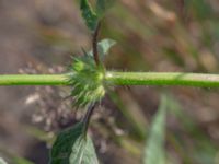 Galeopsis terahit Gravhögar 1200 m S Igellösa kyrka, Lund, Skåne, Sweden 20180711_0023