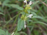 Galeopsis tetrahit Skönadalsdammen, Svarte, Ystad, Skåne, Sweden 20160727_0030