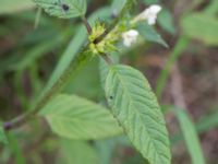 Galeopsis tetrahit Skönadalsdammen, Svarte, Ystad, Skåne, Sweden 20160727_0031