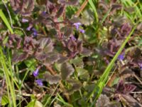 Glechoma hederacea Östervärn, Malmö, Skåne, Sweden 20170513_0011