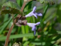 Glechoma hederacea Borstabäcken, Eslöv, Skåne, Sweden 20160505_0051