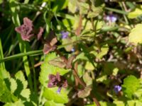 Glechoma hederacea Klosterängshöjden, Lund, Skåne, Sweden 20150608_0028