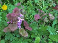 Glechoma hederacea Lokstallarna, Malmö, Skåne, Sweden 20150625 IMG_2299