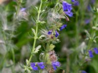 Hyssopus officinalis Svanetorpsvägen, Åkarp, Lomma, Skåne, Sweden 20160726_0034