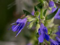 Hyssopus officinalis Svanetorpsvägen, Åkarp, Lomma, Skåne, Sweden 20160726_0039