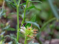 Hyssopus officinalis Svedala jorddeponi, Svedala, Skåne, Sweden 20231021_0027