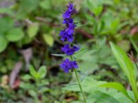 Hyssopus officinalis Ulricedal, Malmö, Skåne, Sweden 20190909_0002