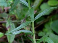 Hyssopus officinalis Ulricedal, Malmö, Skåne, Sweden 20190909_0003