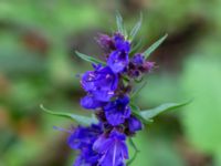 Hyssopus officinalis Ulricedal, Malmö, Skåne, Sweden 20190909_0006