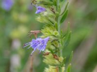 Hyssopus officinalis Vanningen, Vellinge, Skåne, Sweden 20230817_0091