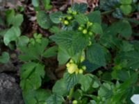 Lamiastrum galebdolon ssp. galeobdolon Stenshuvud, Simrishamn, Skåne, Sweden 20150503_0072